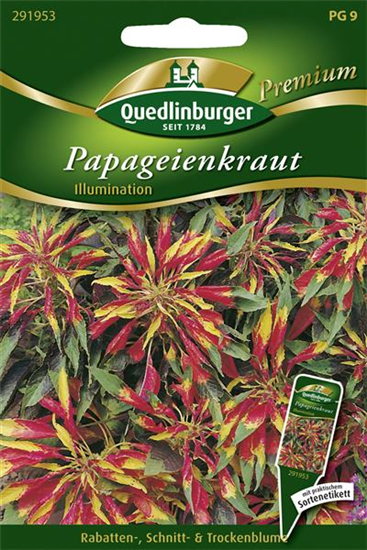 Amarantsamen 'Ilumination'