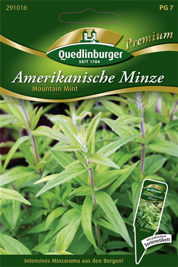 Amerikanische Minze-Samen 'Mountain Mint'