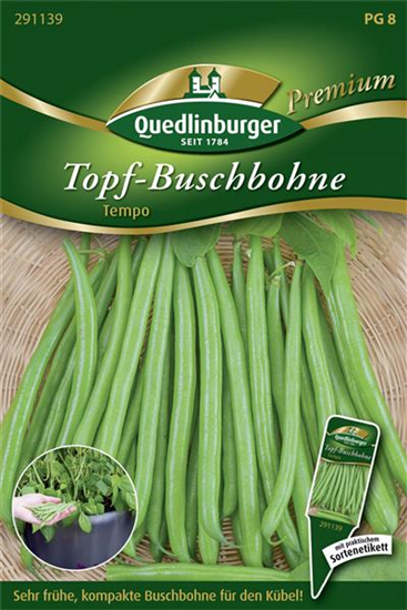 Buschbohnensamen 'Tempo'