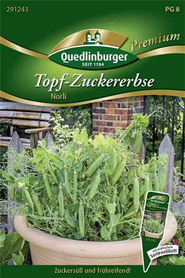 Kiefelerbsensamen 'Norli'