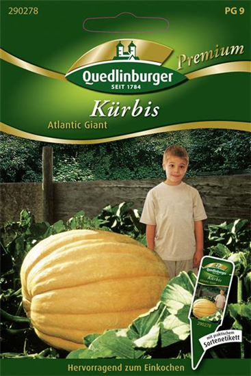 Kürbissamen 'Atlantic Giant'