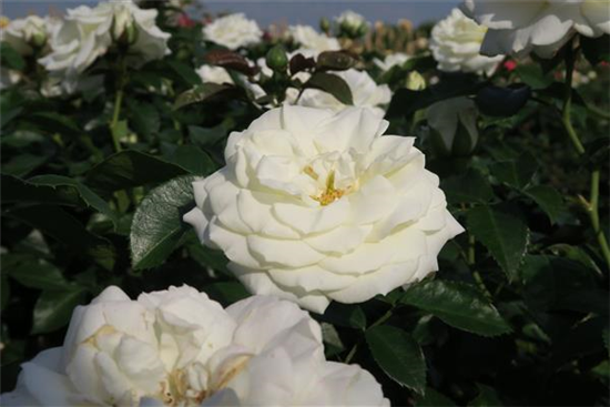 Beetrose 'Alabaster'® Beetrose 'Alabaster'®