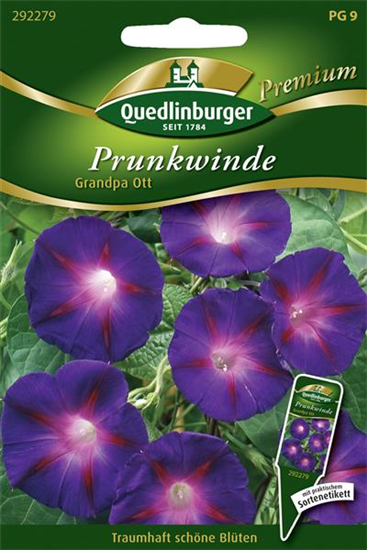 Trichterwindensamen 'Grandpa Ott'