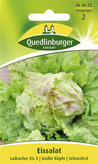 Batavia-Salat-Samen 'Laibacher Eis'