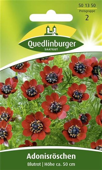 Adonisröschensamen 'Blutrot'