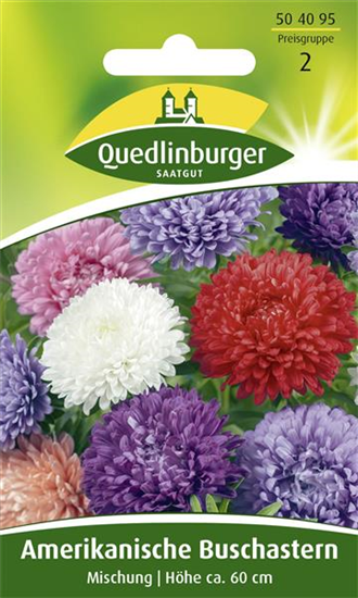 Amerikanische Buschaster-Samen