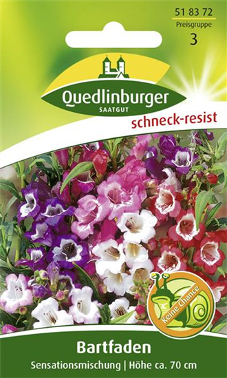 Bartfadensamen 'Sensationsmischung'