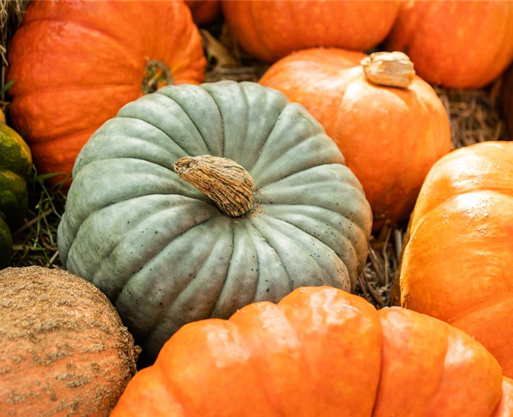 Kürbiszeit gehört zum Herbst Kürbiszeit gehört zum Herbst