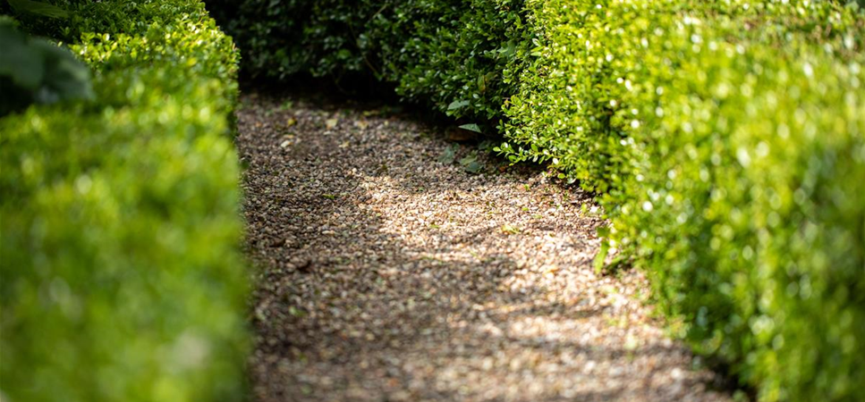 Heckenpflanzen als Sichtschutz im Garten