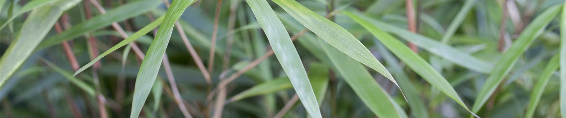 GS503510.jpg GS503510.jpg