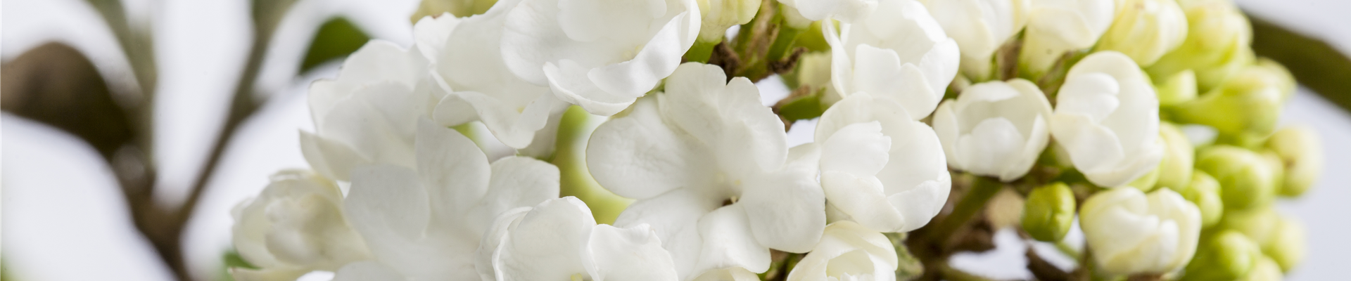 GS490432.jpg GS490432.jpg