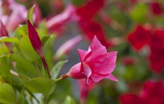 Wie nützlich mediterrane Pflanzen für den Garten sein können Wie nützlich mediterrane Pflanzen für den Garten sein können