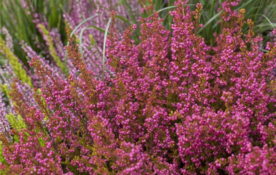 Heide pflegen – So bleibt alles schön bunt Heide pflegen – So bleibt alles schön bunt