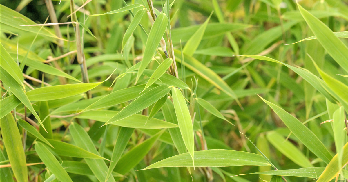 Bambus fr ein asiatisches Flair im Garten - Grtnerei Neiske - Ihre  Grtnerei in Delbrck-Ostenland