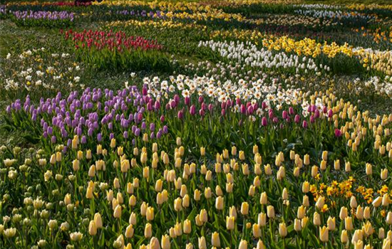 Blumenzwiebeln als Frühjahrsboten – eine farbenfrohe Zeit Blumenzwiebeln als Frühjahrsboten – eine farbenfrohe Zeit