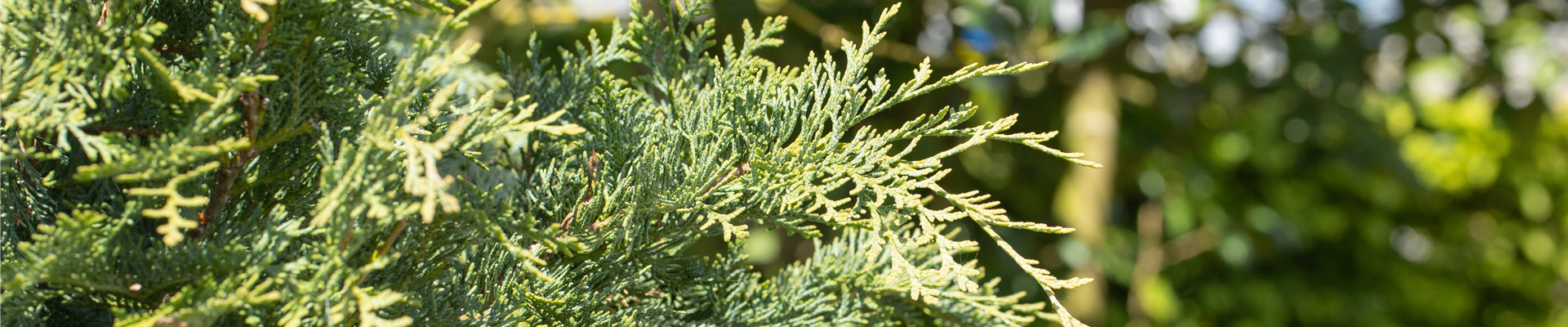 GS661249.jpg GS661249.jpg