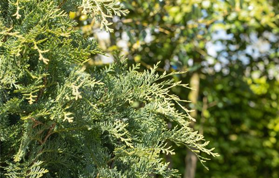 Immergrüne Nadelgehölze im Garten sind vielseitig einsetzbar Immergrüne Nadelgehölze im Garten sind vielseitig einsetzbar