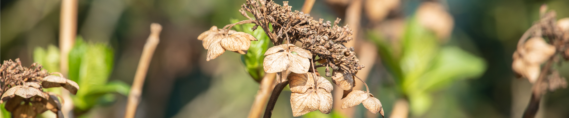 GS620137.jpg GS620137.jpg