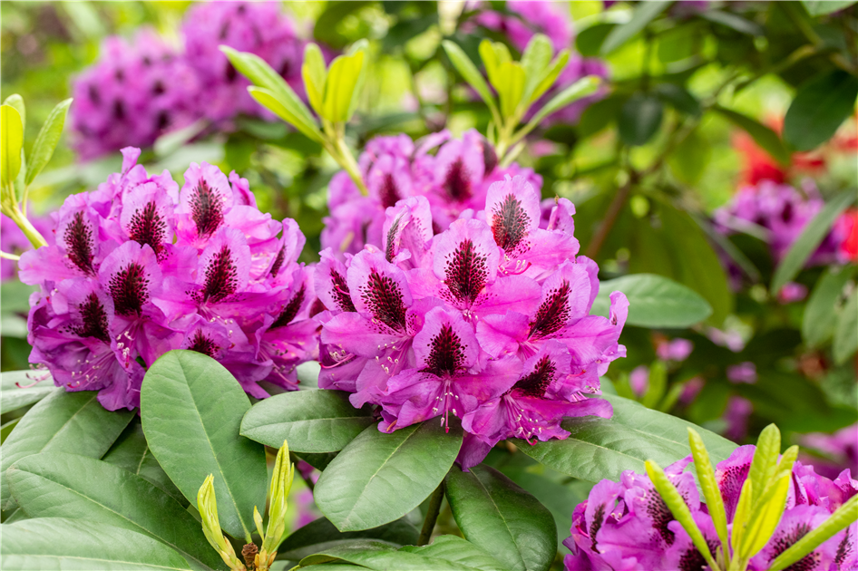 Schn und anspruchsvoll: Rhododendron pflanzen im eigenen Garten - Grtnerei  Neiske - Ihre Grtnerei in Delbrck-Ostenland