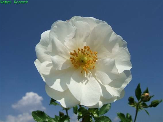 Beetrose 'Diamant'® Beetrose 'Diamant'®