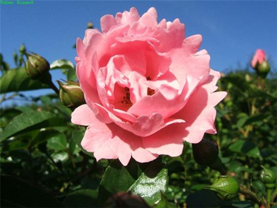 Beetrose 'Sommerwind'®