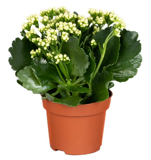 Flammendes Käthchen 