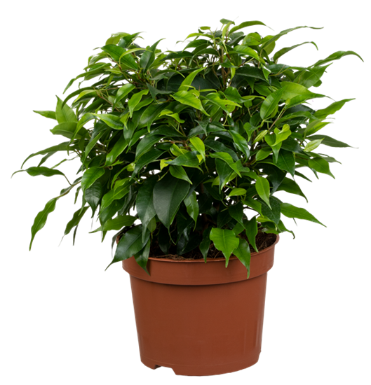 Birkenfeige 'Green Kinky'