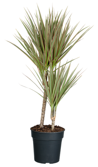 Drachenbaum 'bicolor'