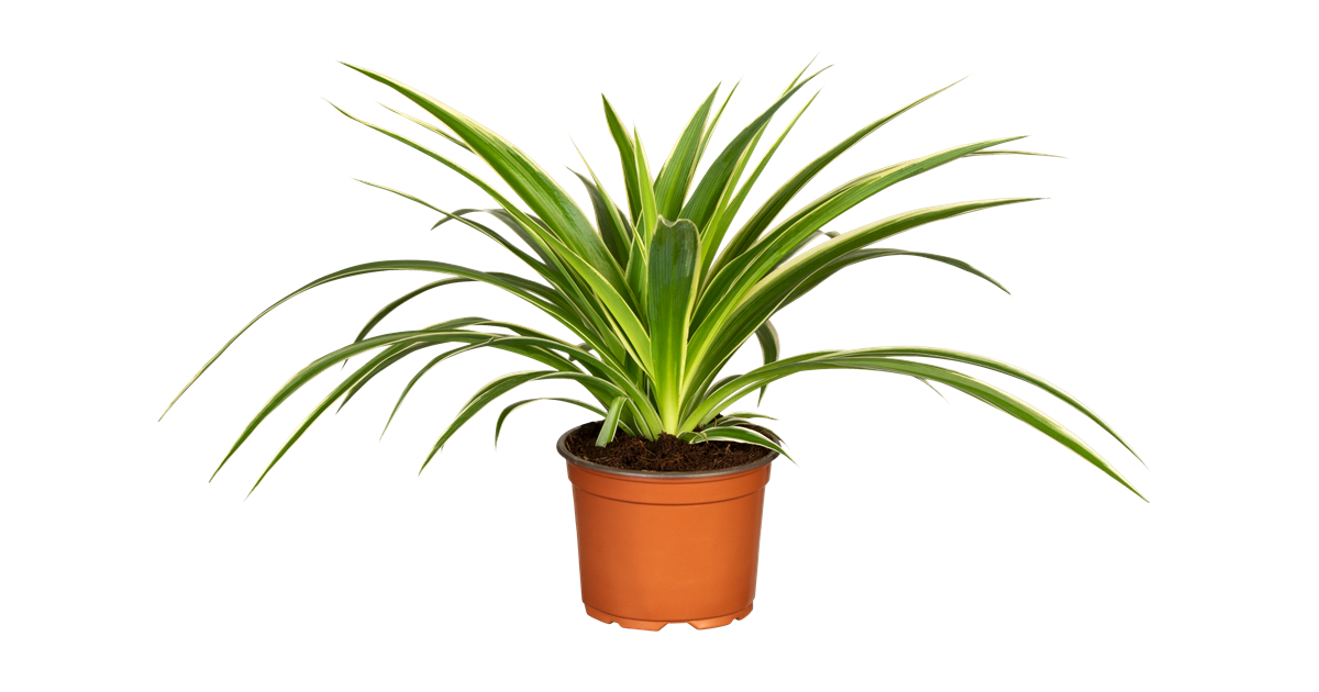 monstera adansonii mosaic virus Monstera Adansonii for Sale | Buy Monstera Plants