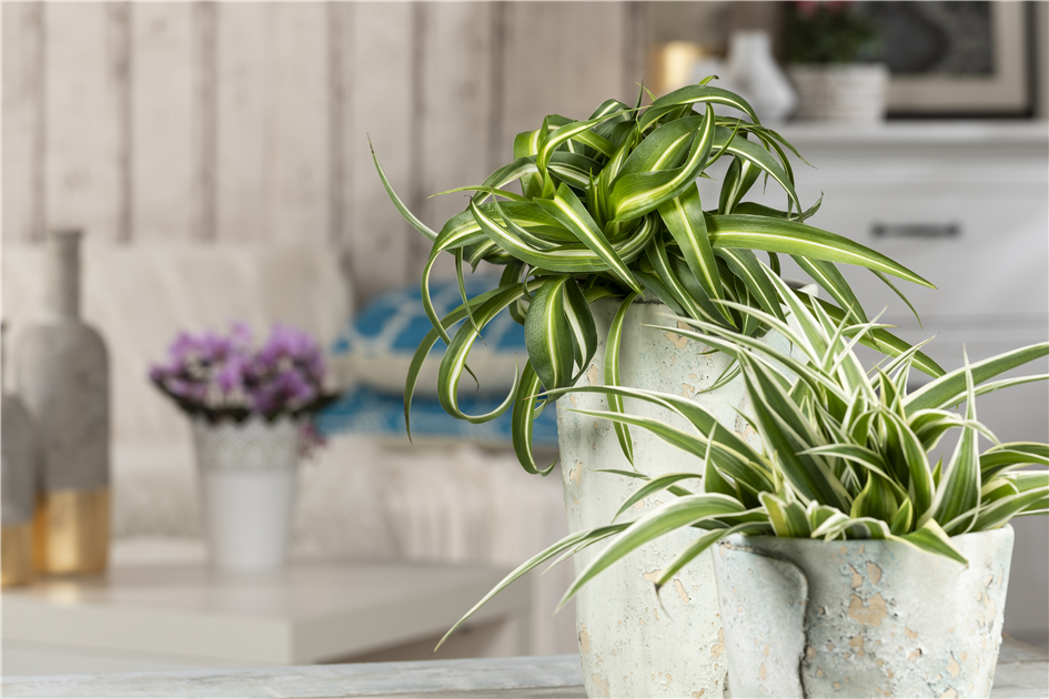monstera welche erde Monstera Erde main image 0