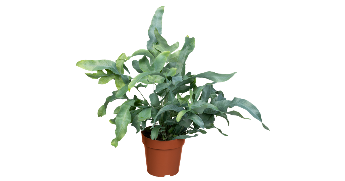 Blaufarn 'Blue Star'