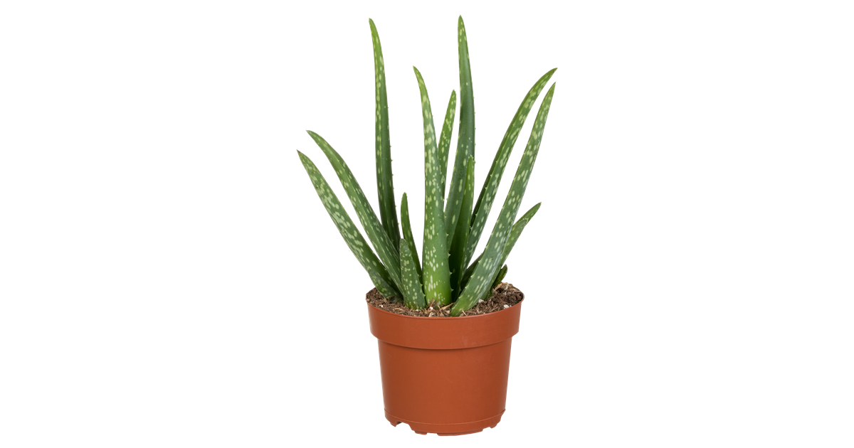 Aloe vera