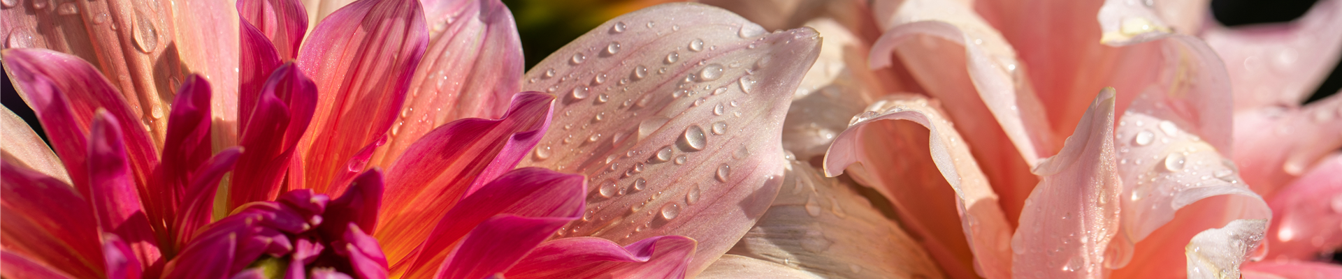 2021-1-20.9-29.GS650483.jpg 2021-1-20.9-29.GS650483.jpg