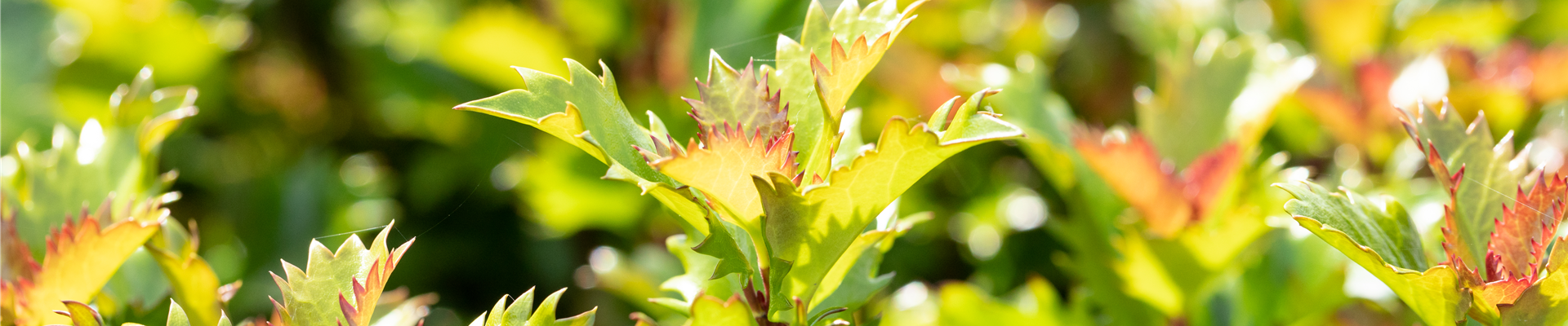 GS649927.jpg GS649927.jpg