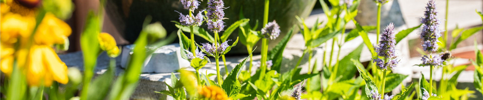 GS668207.jpg GS668207.jpg