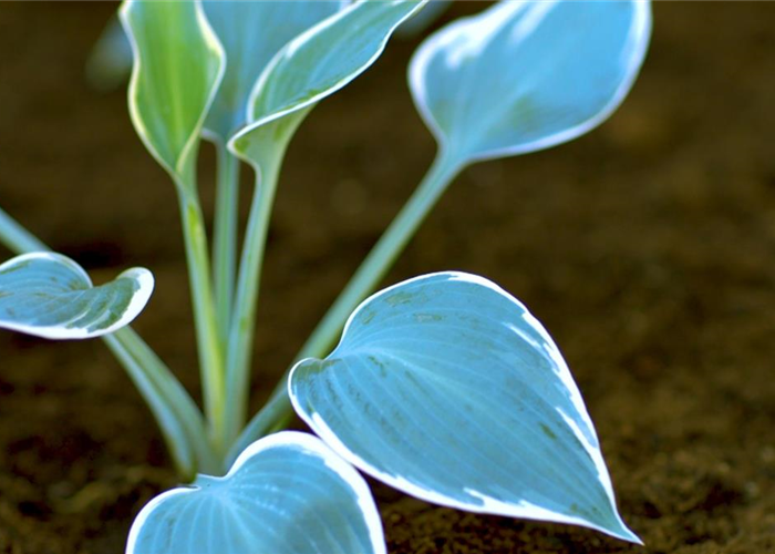 Funkien - Einpflanzen im Garten Funkien - Einpflanzen im Garten