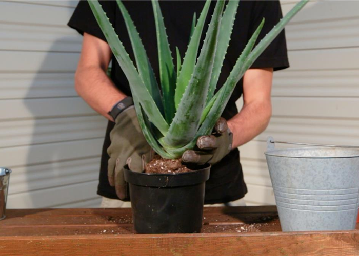 Aloe Vera - Umtopfen