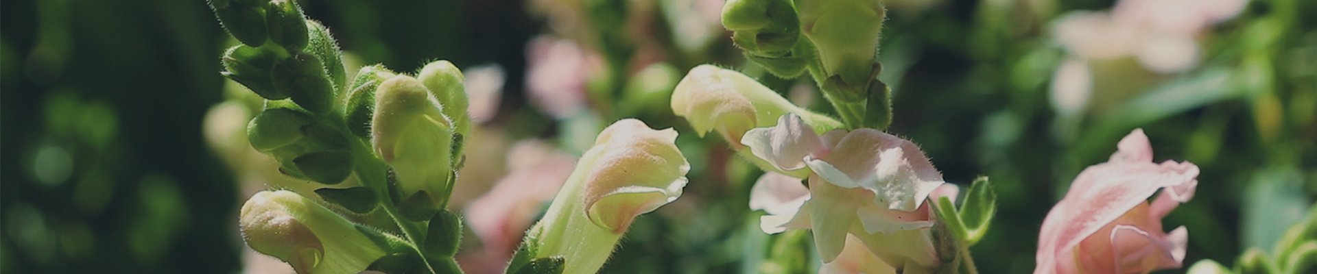 Löwenmaul - Einpflanzen im Garten (Thumbnail).jpg Löwenmaul - Einpflanzen im Garten (Thumbnail).jpg