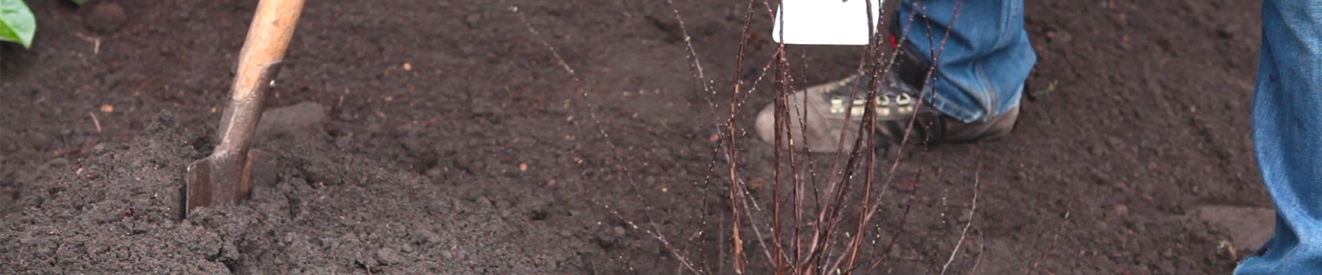 Strauchspiere - Einpflanzen im Garten (thumbnail).jpg Strauchspiere - Einpflanzen im Garten (thumbnail).jpg