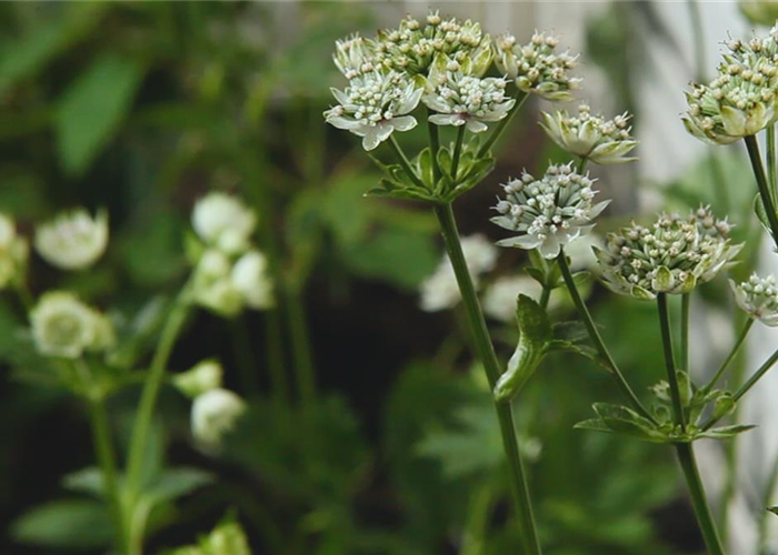 Sterndolde - Einpflanzen im Garten Sterndolde - Einpflanzen im Garten