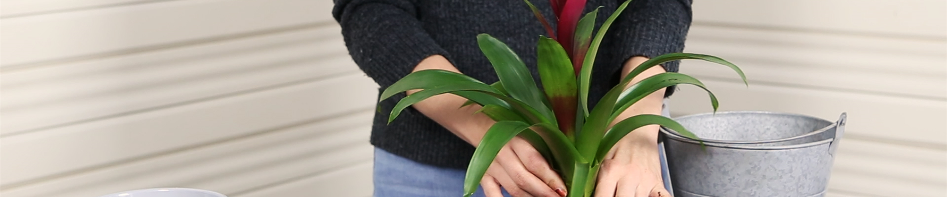 Bromelie - Einpflanzen in ein Gefäß (Thumbnail).jpg