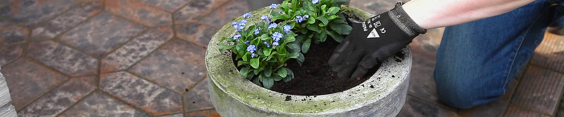 Vergissmeinnicht - Einpflanzen in ein Gefäß (thumbnail).jpg