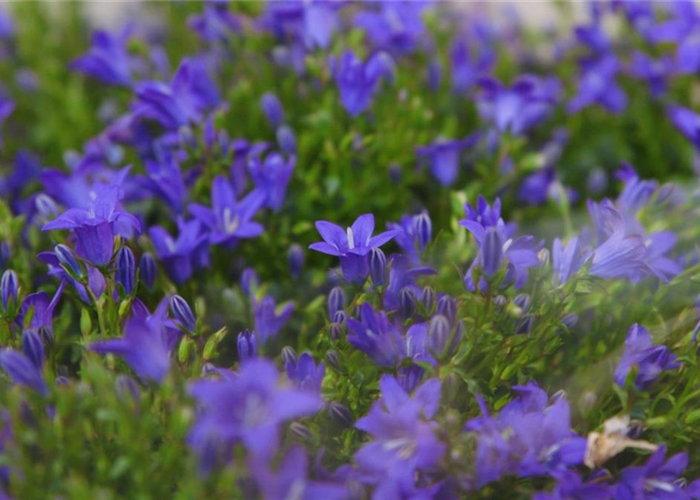 Glockenblume - Einpflanzen in den Garten