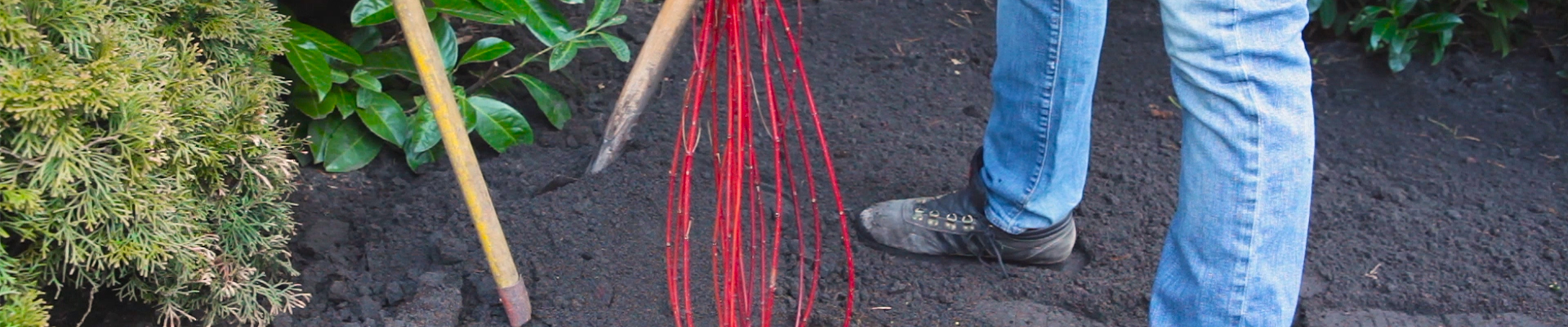 Hartriegel - Einpflanzen im Garten (thumbnail).jpg Hartriegel - Einpflanzen im Garten (thumbnail).jpg