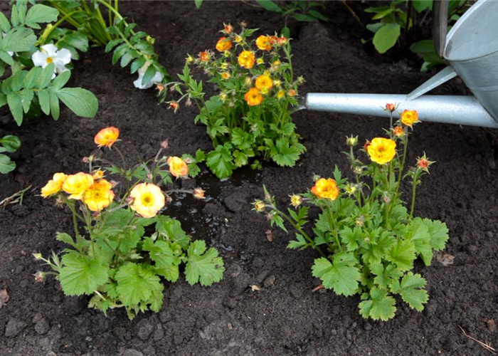 Nelkenwurz - Einpflanzen im Garten