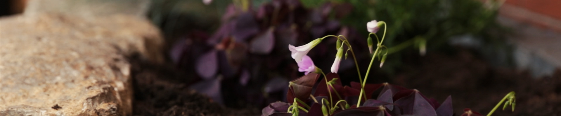 Glücksklee - Einpflanzen im Garten (Thumbnail).jpg