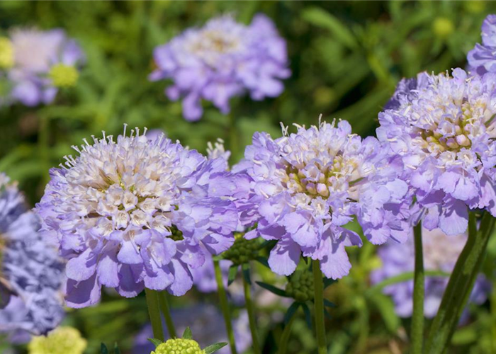 Taubenskabiose - Einpflanzen im Garten Taubenskabiose - Einpflanzen im Garten
