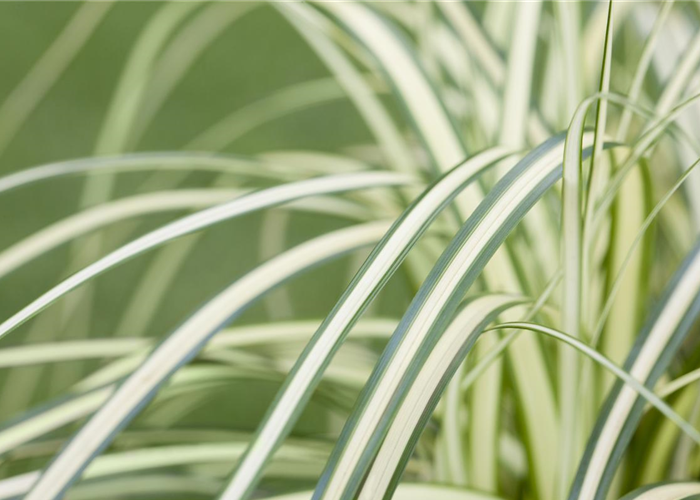 Carex – mehr als nur einfache Gräser
