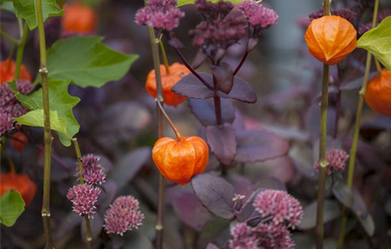 Schaurig schöne Tischgirlande aus Physalis Schaurig schöne Tischgirlande aus Physalis