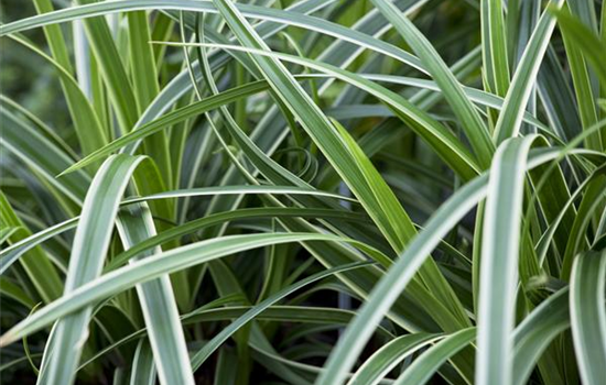 Carex – Weltenbummler und Anpassungskünstler